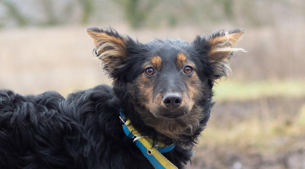 Chiens à adopter